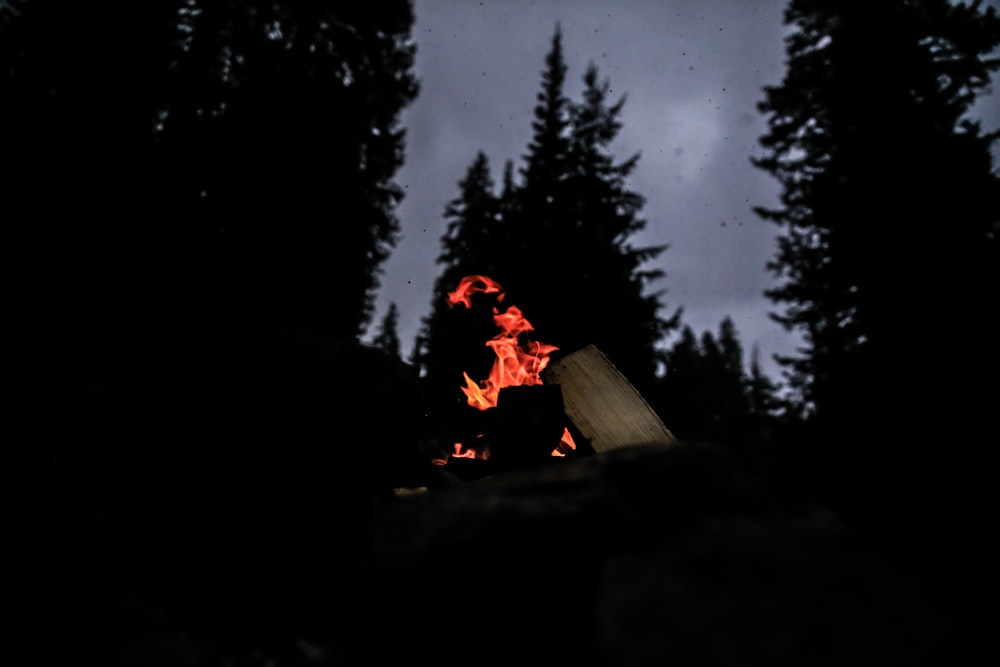 Fogueira no meio da floresta durante a noite