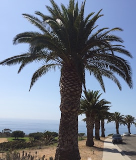 A sunny Treasure Coast neighborhood with well-maintained short-term rental homes and palm trees.