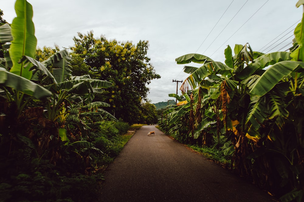 cão cercado por plantas e árvores