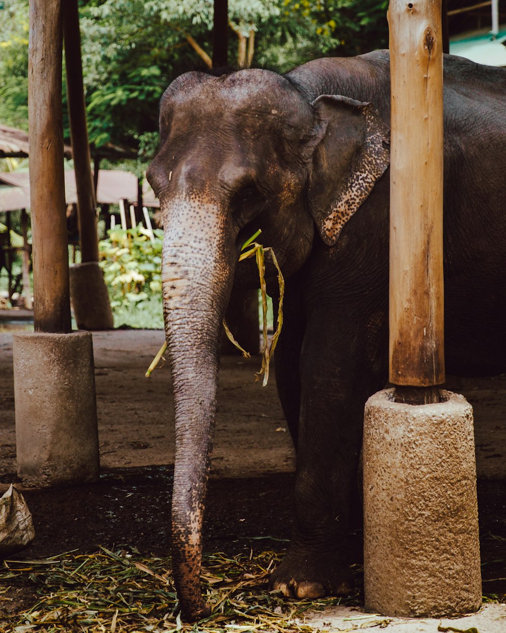 Elefante marrón cerca de un pilar de madera
