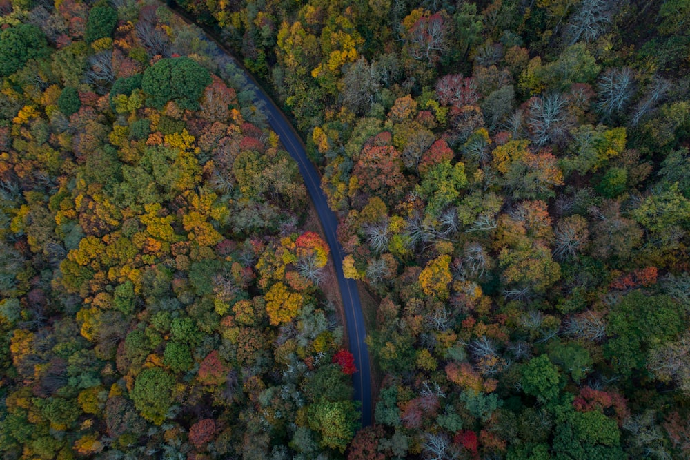 bird's-eye view photo of trees and pathway