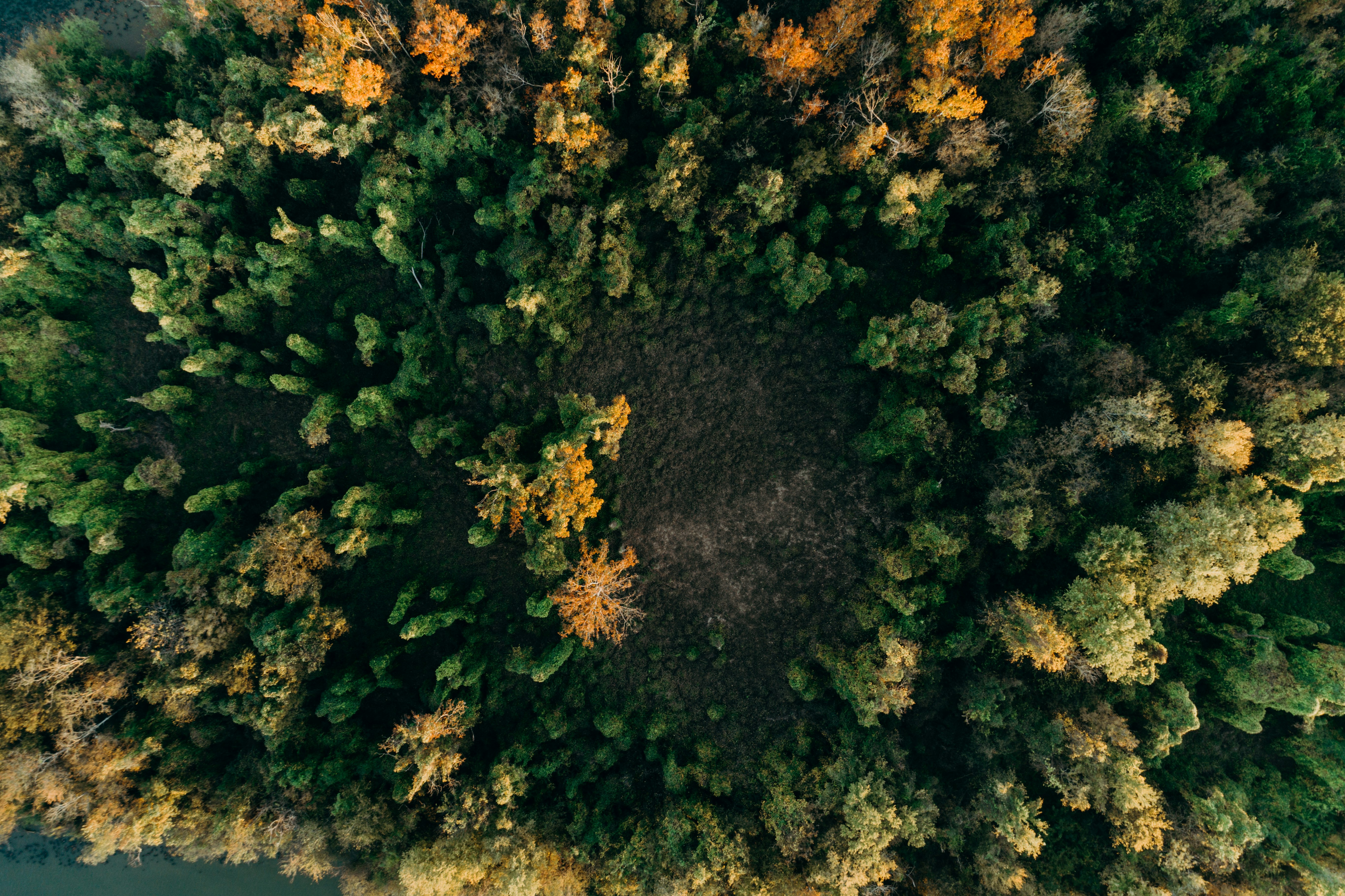 aerial photography of green trees