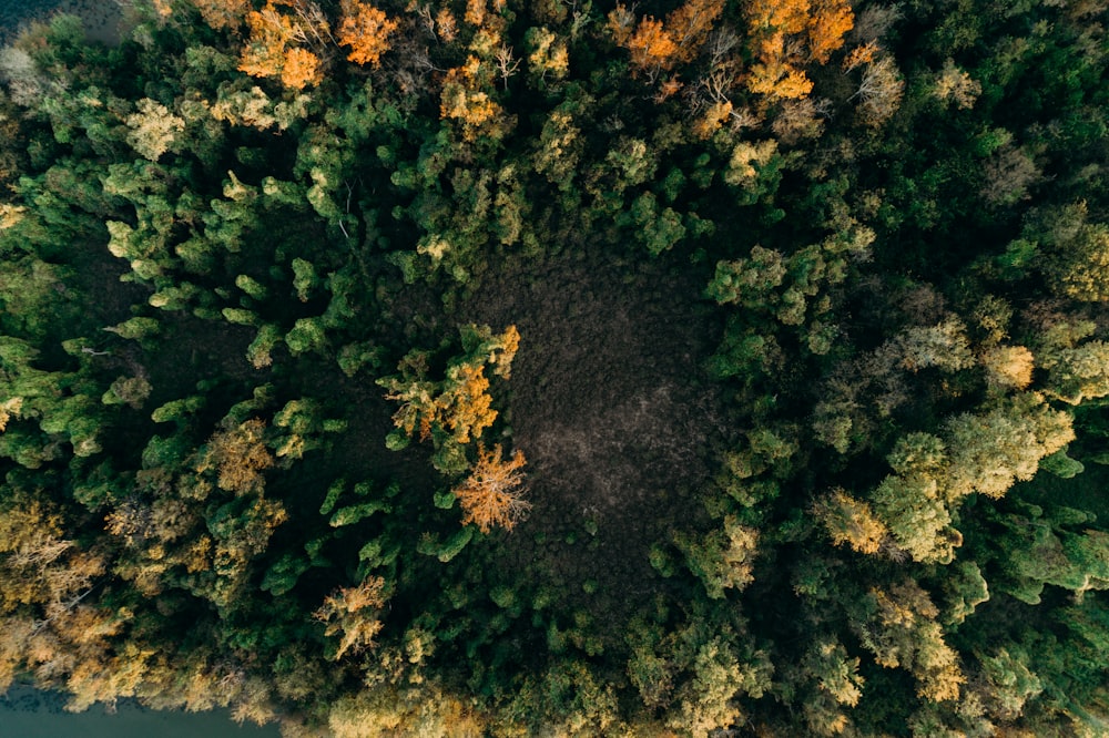 aerial photography of green trees