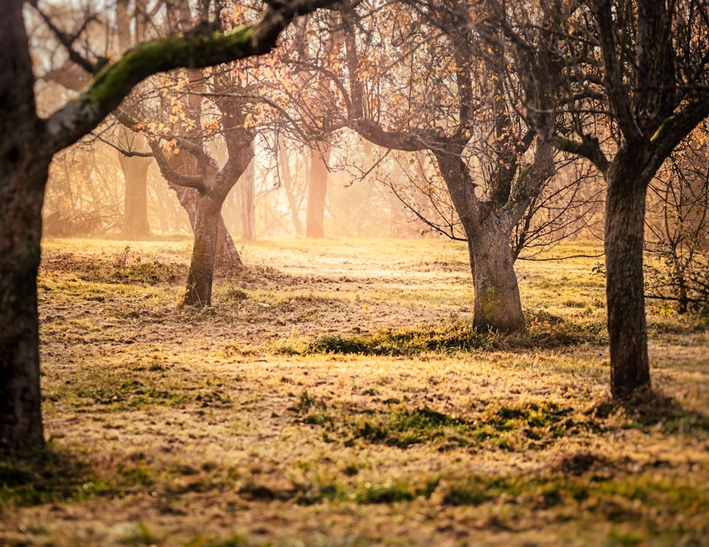 beige and brown trees during daytime