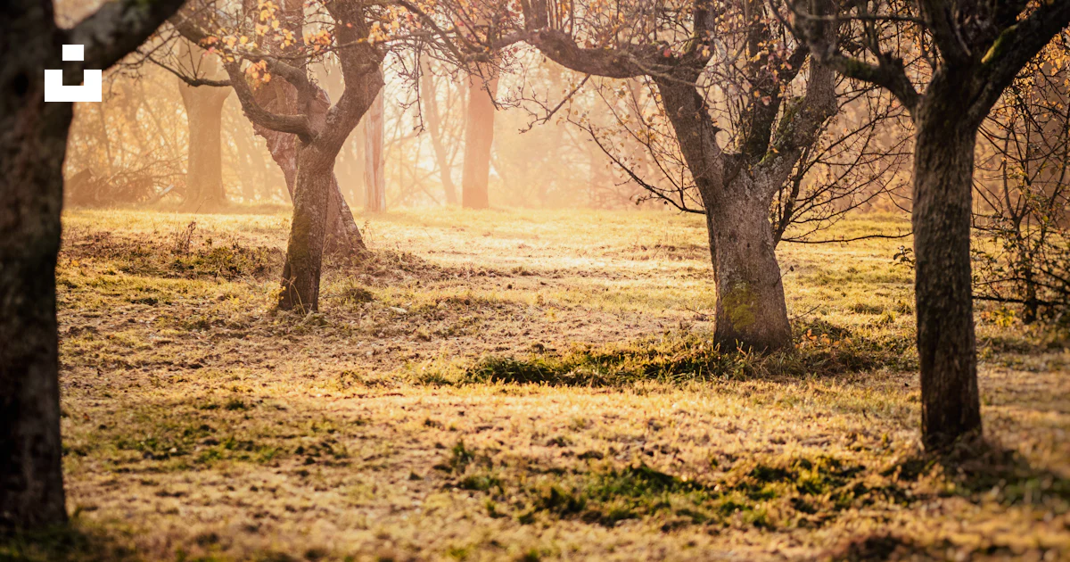 Beige and brown trees during daytime photo – Free Tree Image on Unsplash