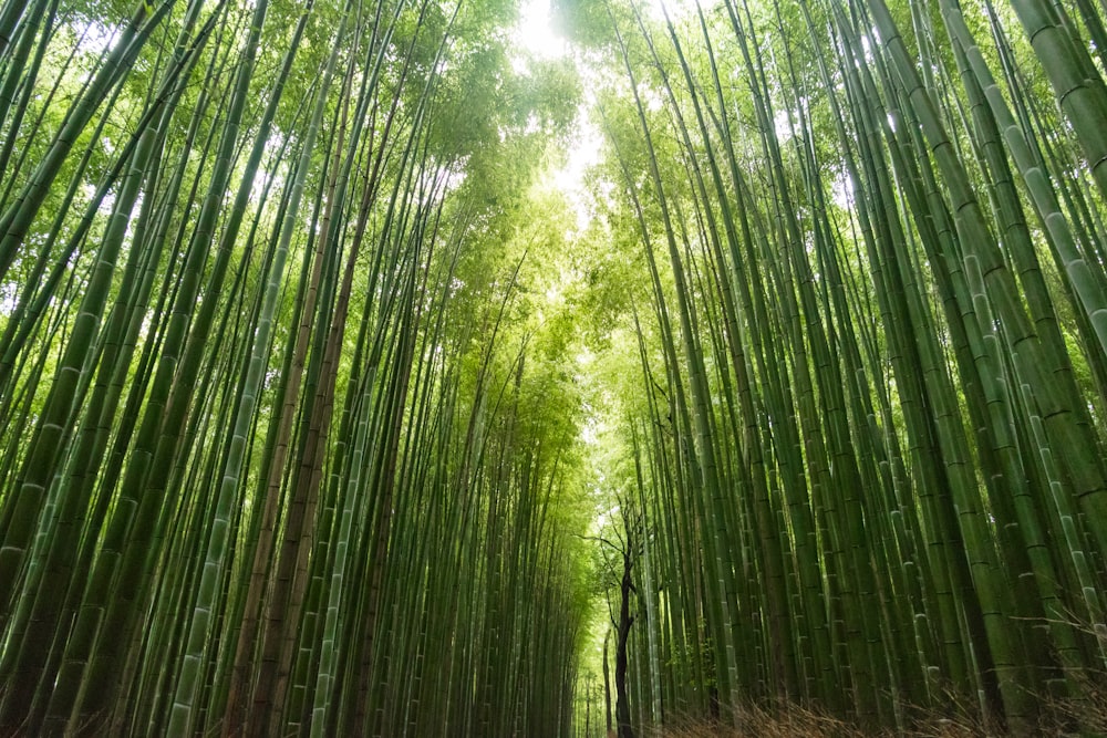 photo of green bamboo trees during daytime