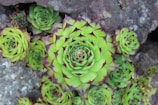 A cluster of vibrant green succulents with red-tipped leaves growing among rocks. The central succulent is prominently displayed, showcasing a rosette pattern that adds a structured yet natural aesthetic to the composition.