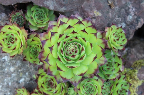 A cluster of vibrant green succulents with red-tipped leaves growing among rocks. The central succulent is prominently displayed, showcasing a rosette pattern that adds a structured yet natural aesthetic to the composition.