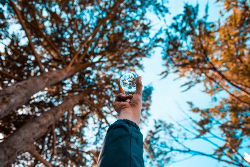 person holding glass ball near brown trees