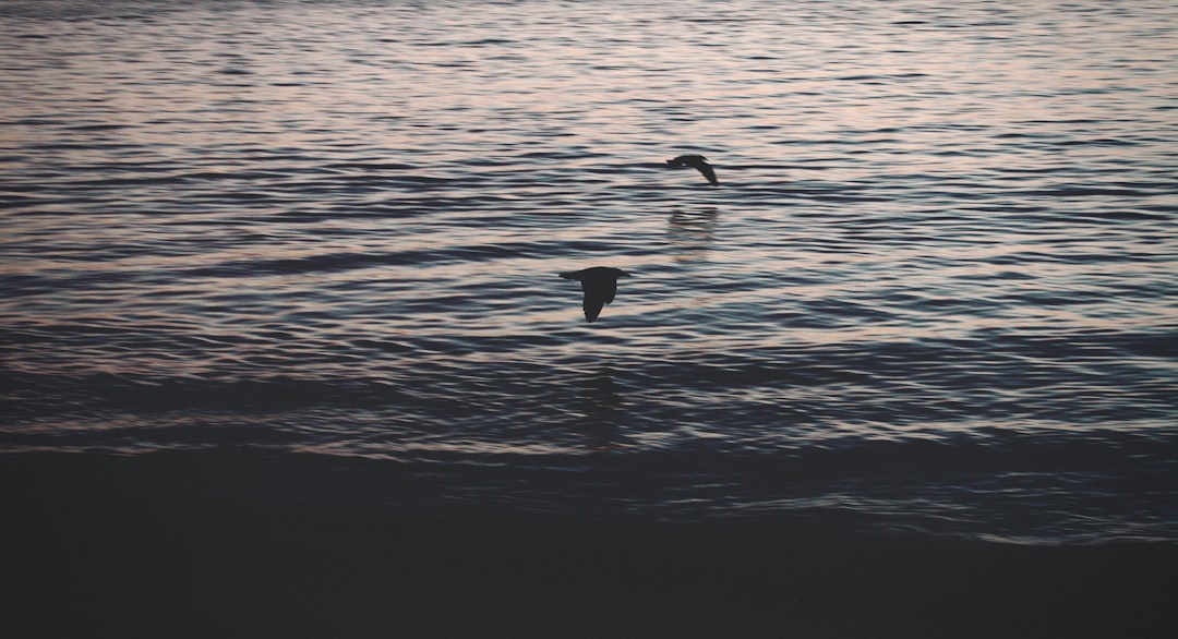 two birds flying above body of water during daytime