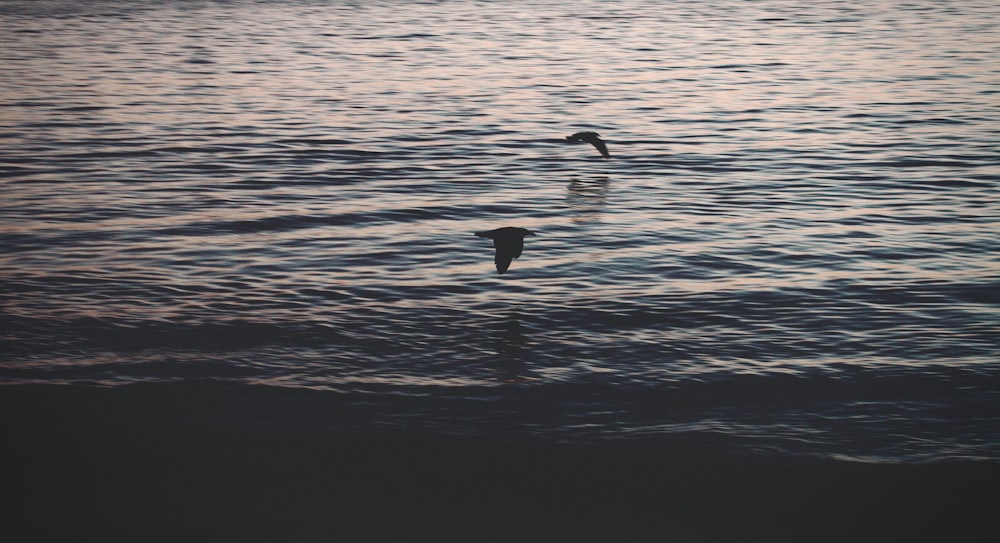 two birds flying above body of water during daytime