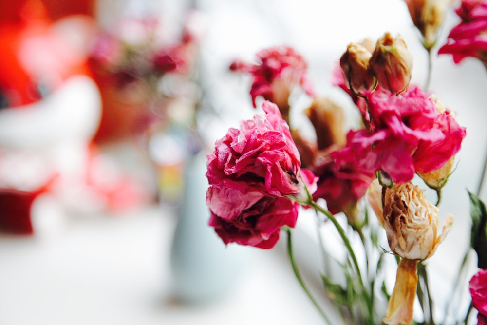 closeup photo of brown and pink petaled flower