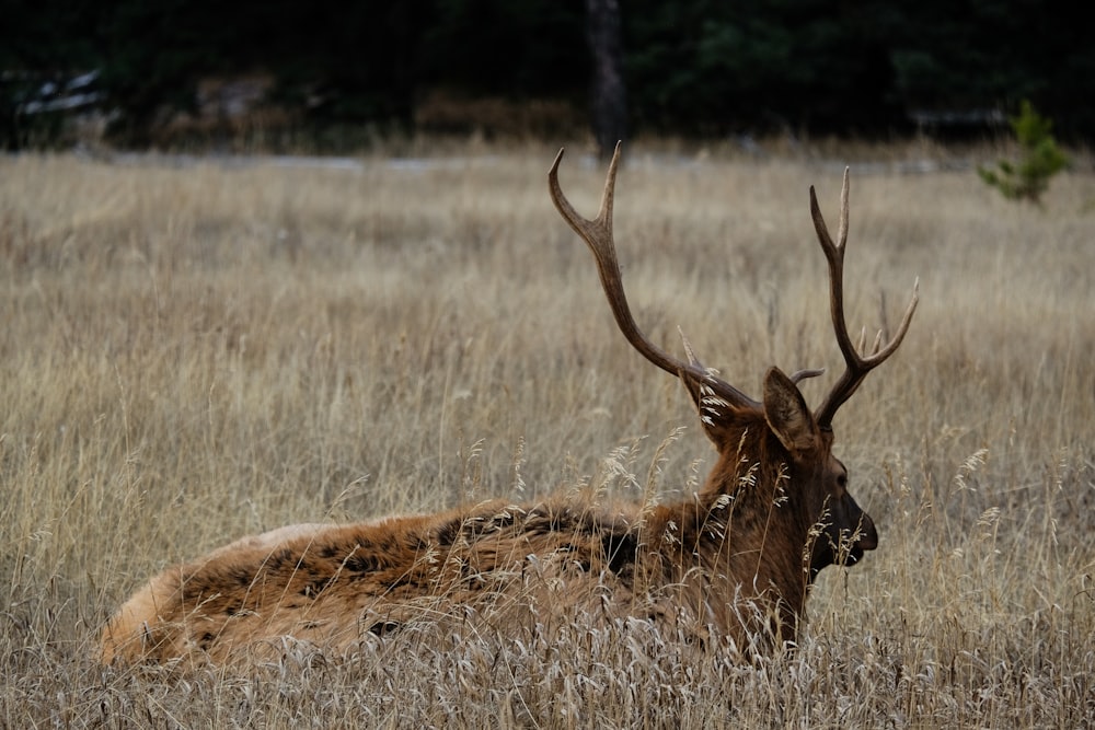 deer lying on grass field