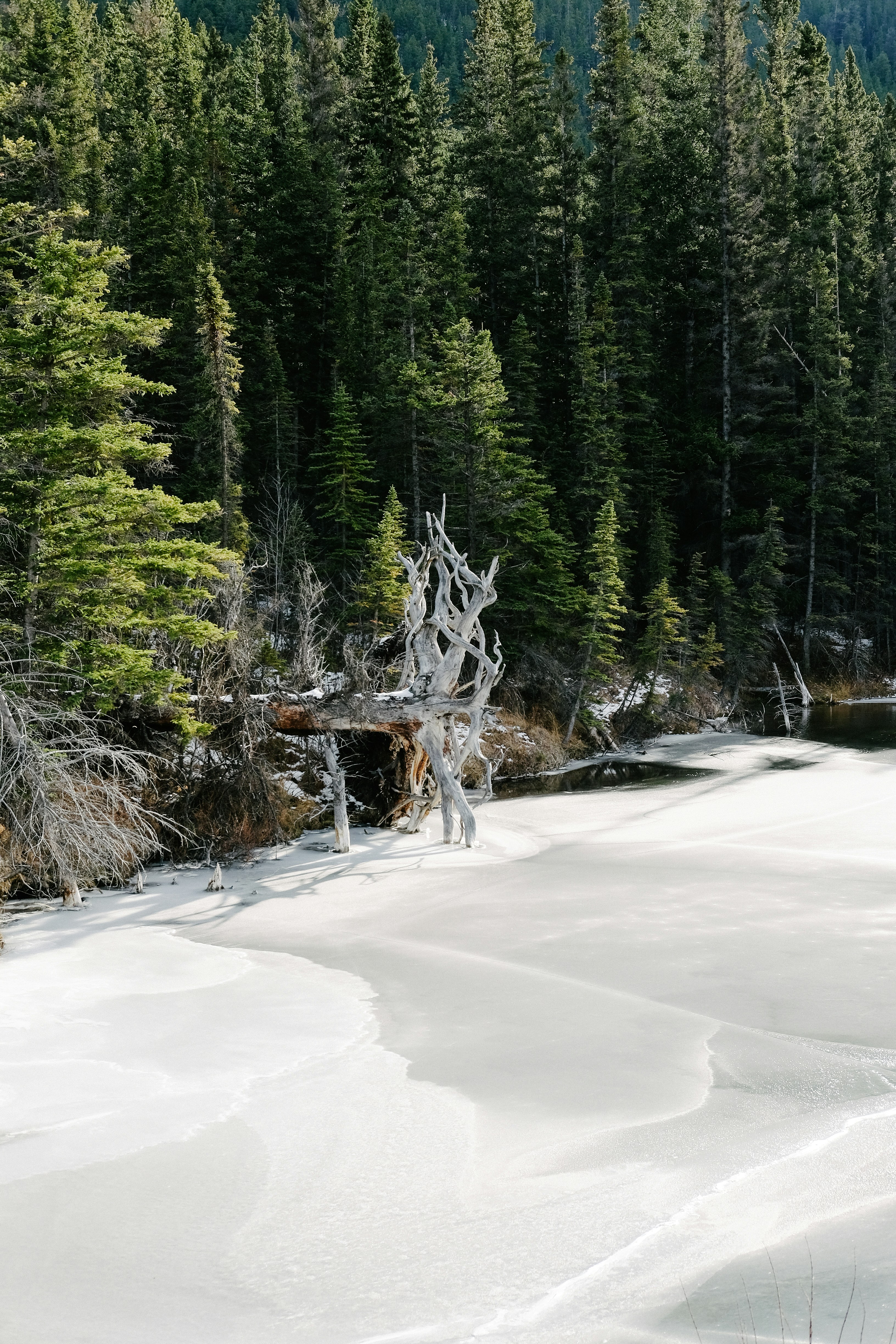 green trees beside body of water