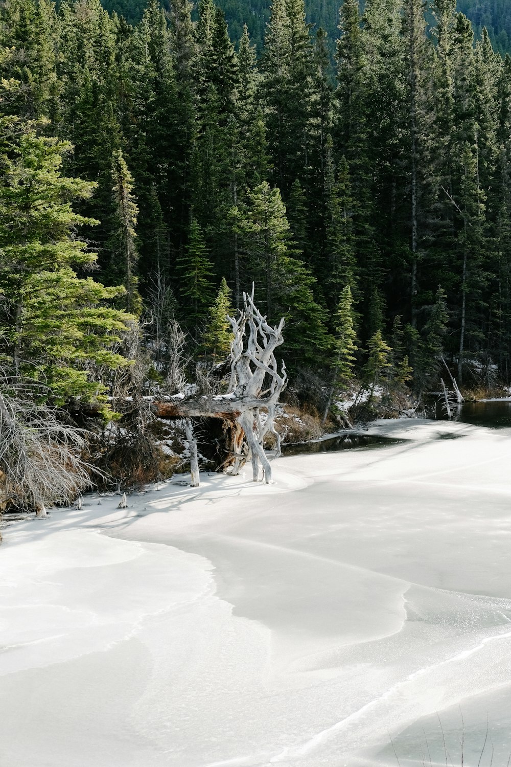 green trees beside body of water