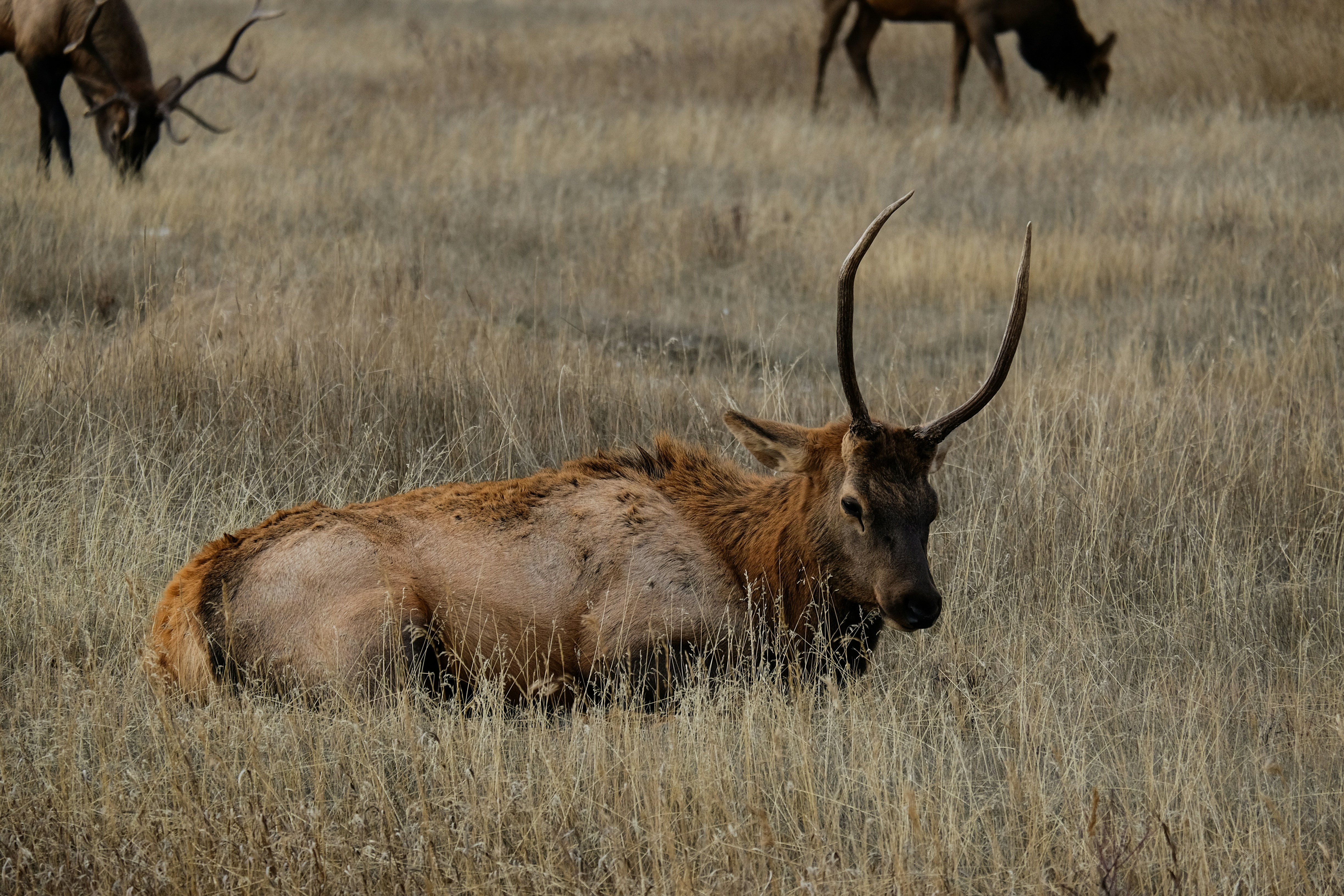 brown deer laying on field reindeer teams background