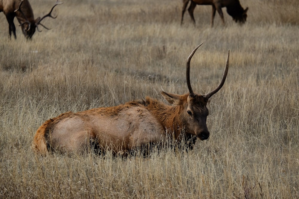 brown deer laying on field