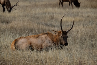 brown deer laying on field reindeer teams background