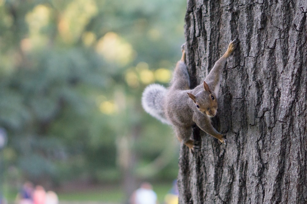 squirrel at tree trunk