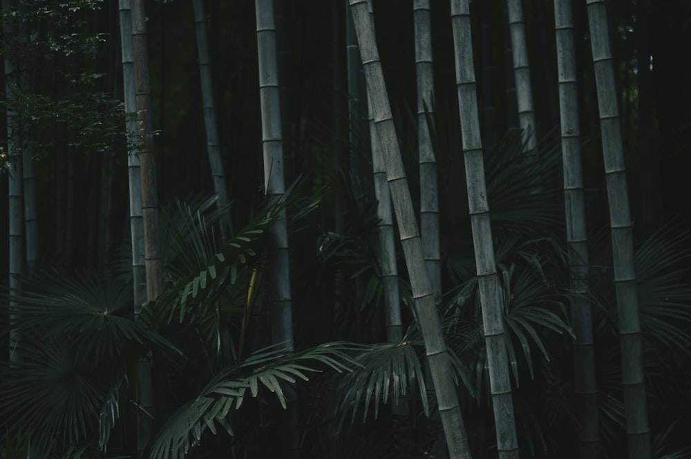 Árboles de bambú