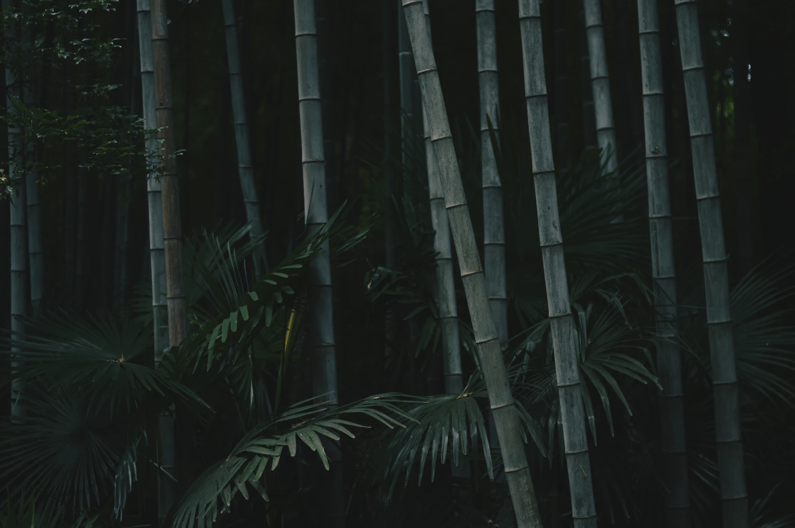Banyan Tree Anji: A Mountain Retreat in the Bamboo Forests