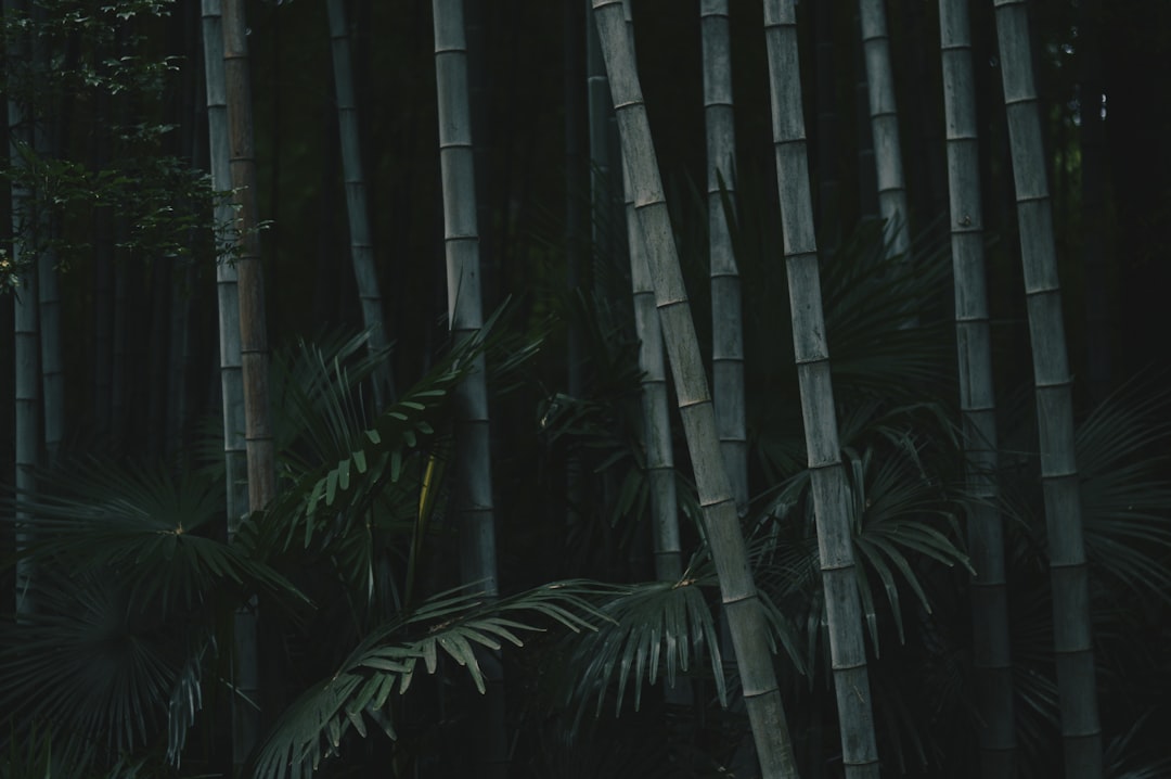 photo of Nanjing Forest near Xuanwu Lake