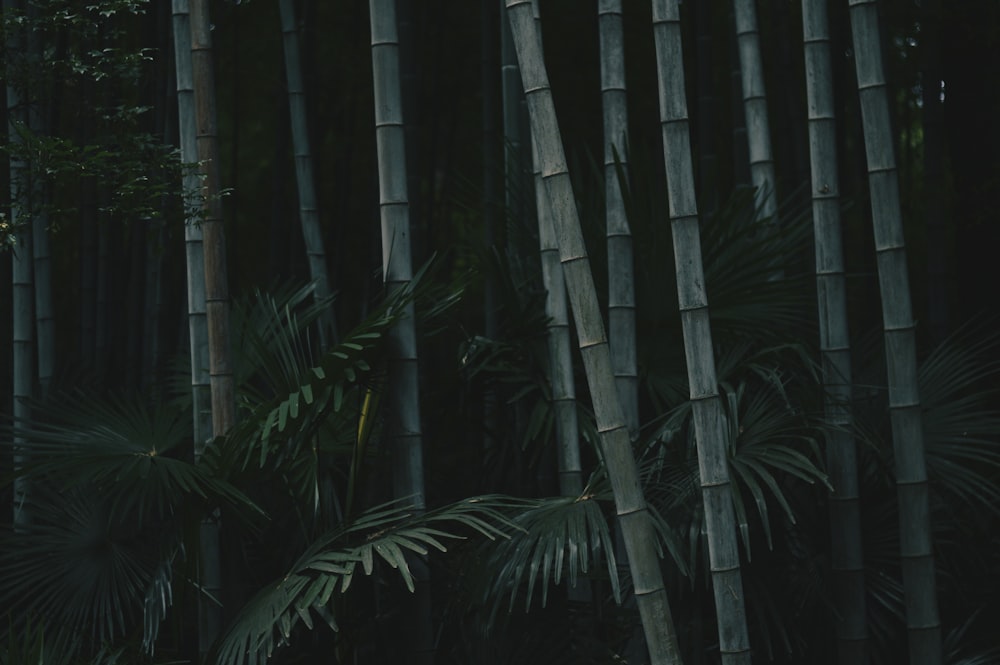 bamboo trees