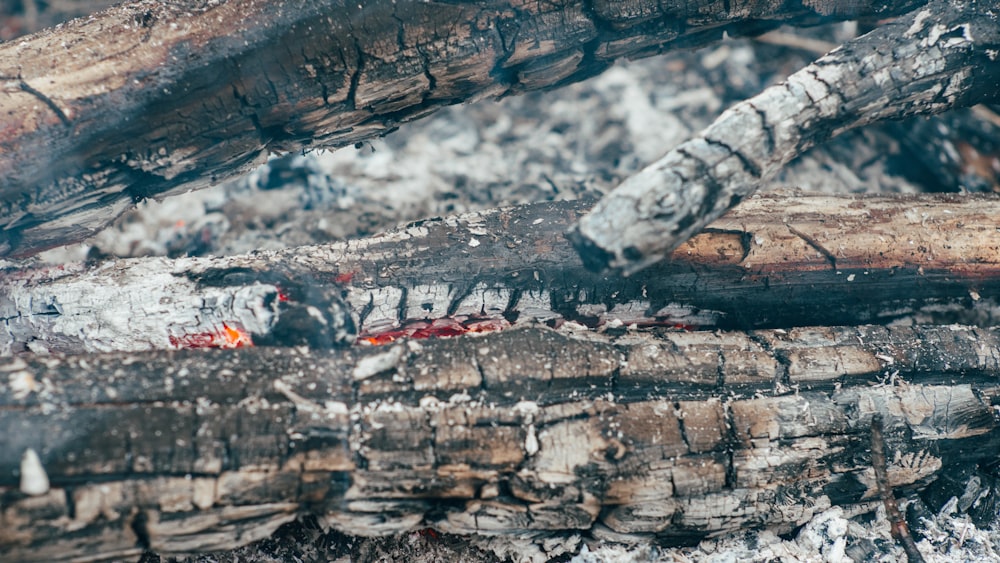 firewood in shallow focus photography
