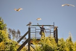 A person is standing on a wooden platform surrounded by lush green trees. Birds are flying in the clear blue sky while some birds are perched on the railing of the platform. The individual appears to be interacting with the birds.