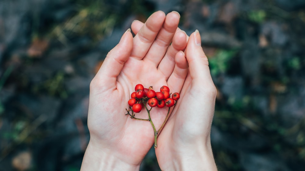 persona che tiene bacche rosse fotografia di messa a fuoco selettiva