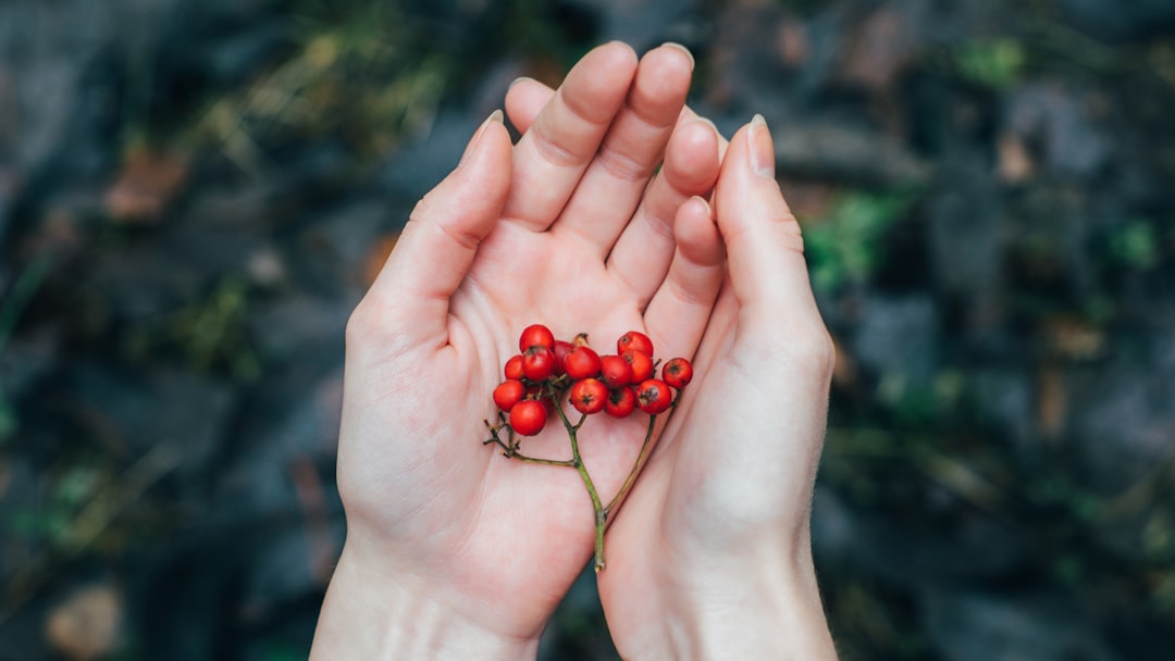 person holding red berries selective focus photography