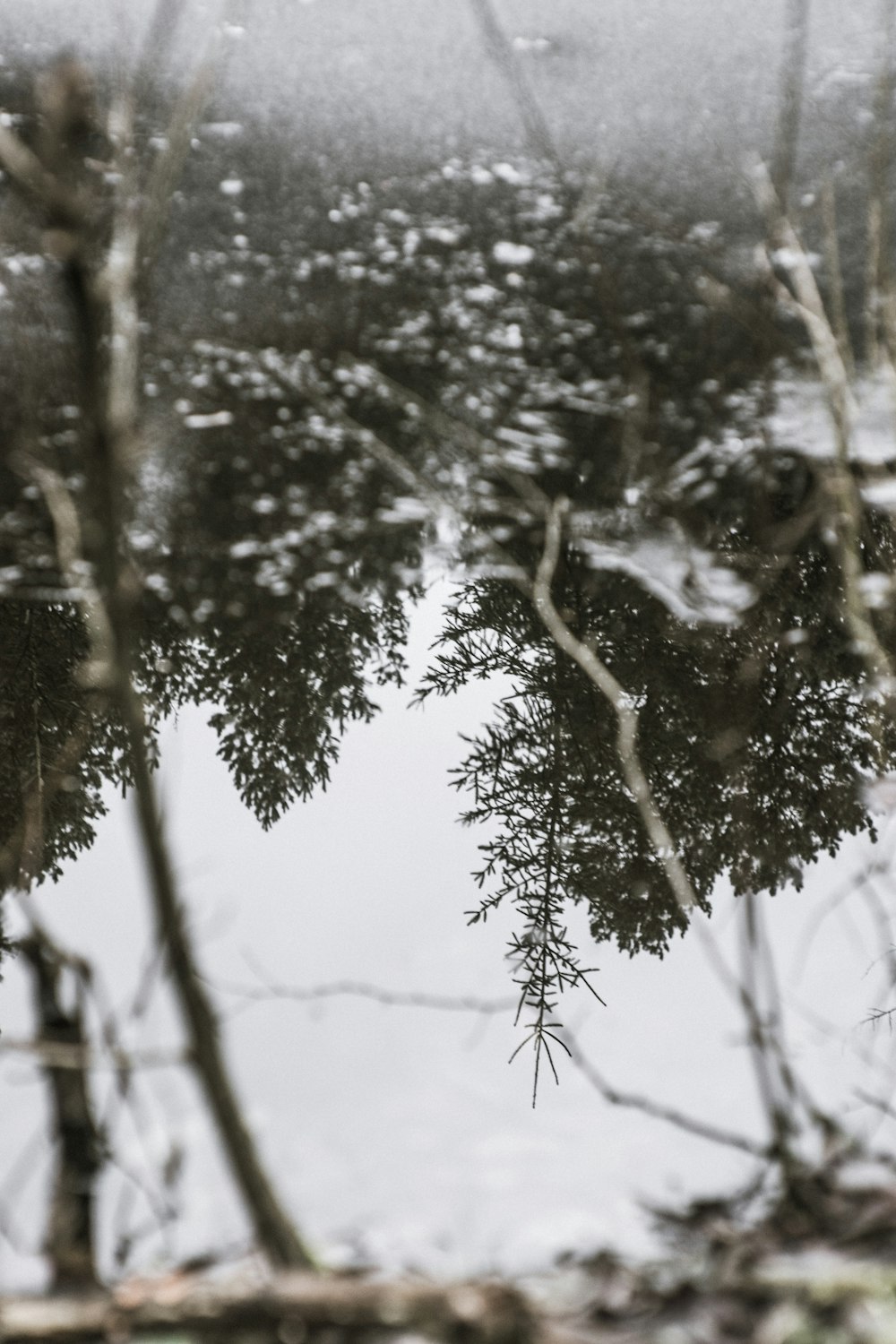 foto em escala de cinza das árvores