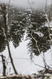 A serene reflection of tree branches and foliage on a still body of water. The subtle ripples and light speckles across the water surface add texture and depth to the scene. The overall atmosphere is calm and contemplative, with elements of nature blending harmoniously.
