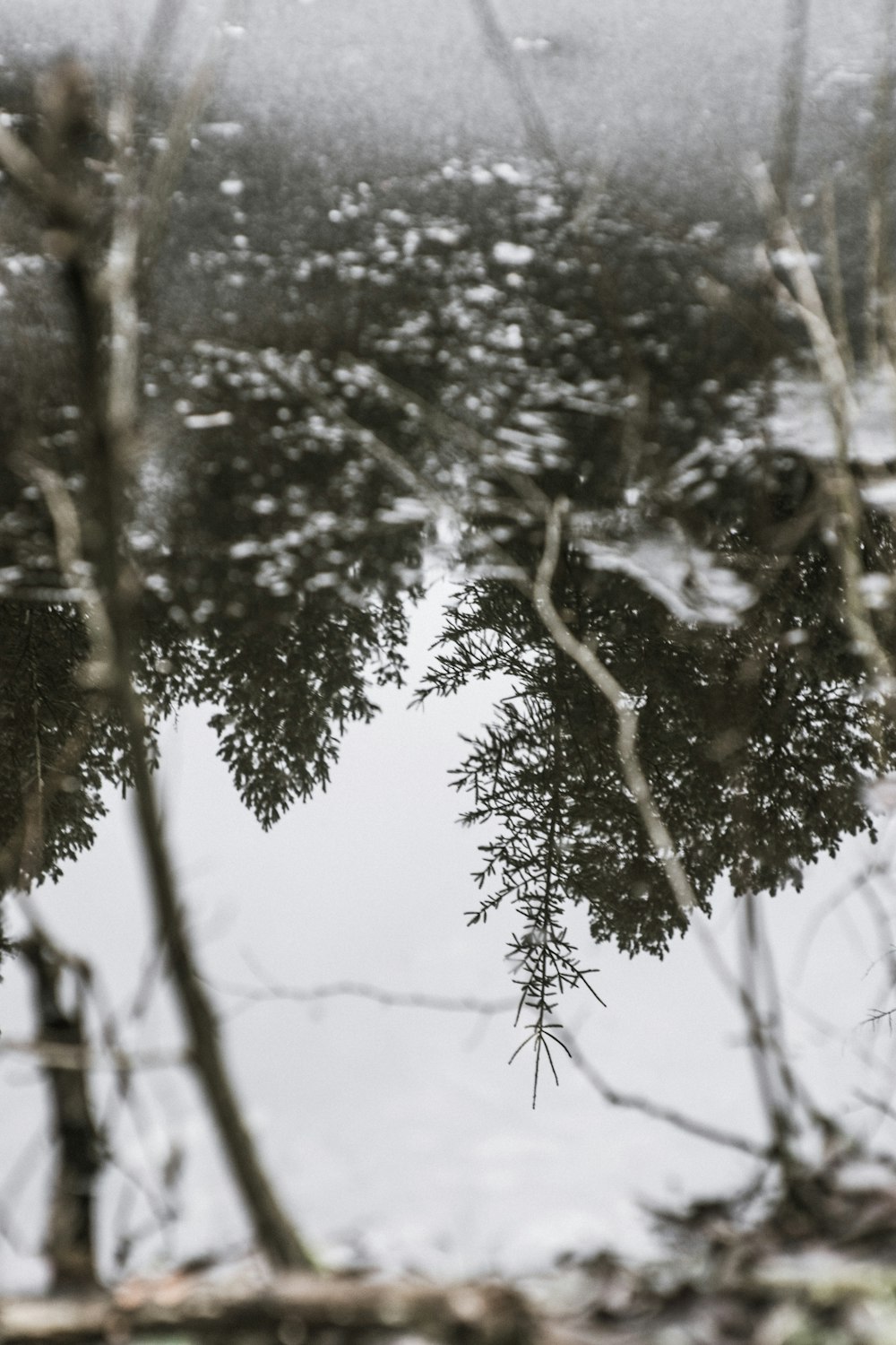 gray scale photo of trees