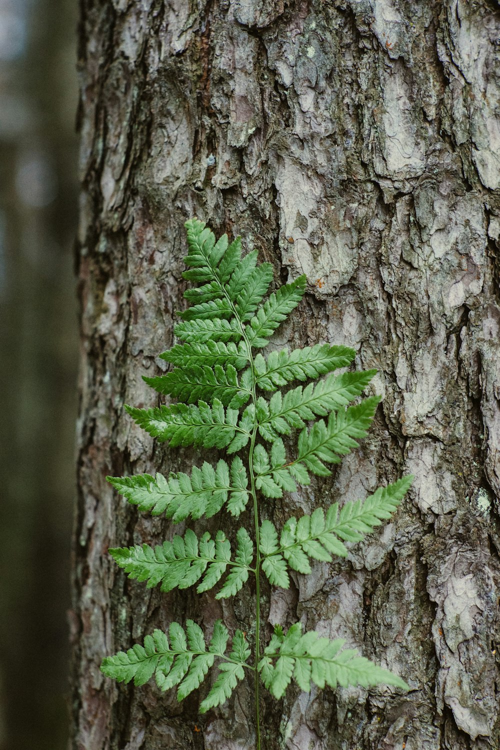 hoja verde de helecho de Boston en la corteza del árbol