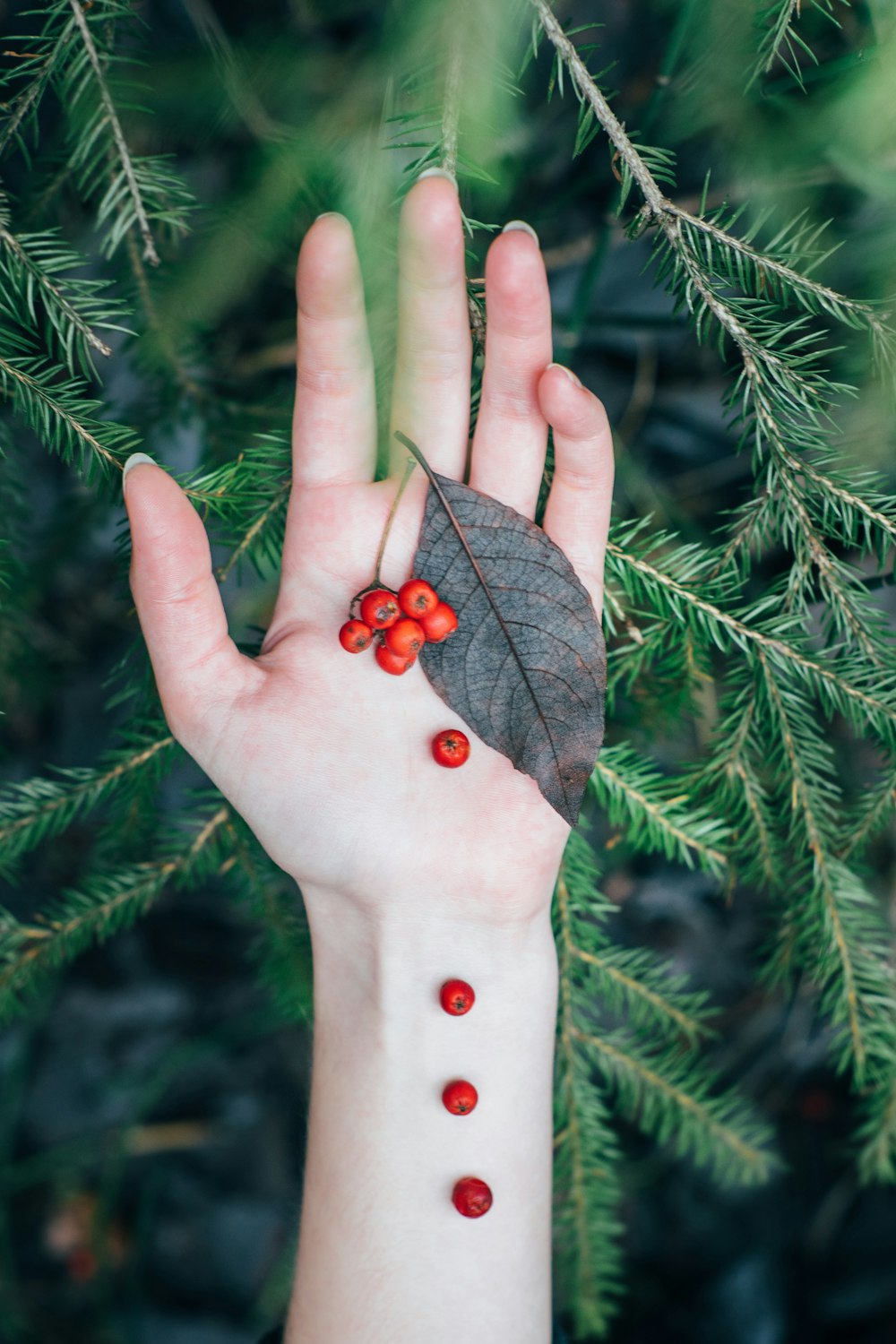 person holding red fruits