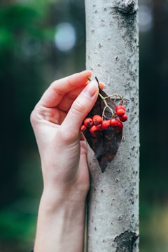 person holding red cranberries