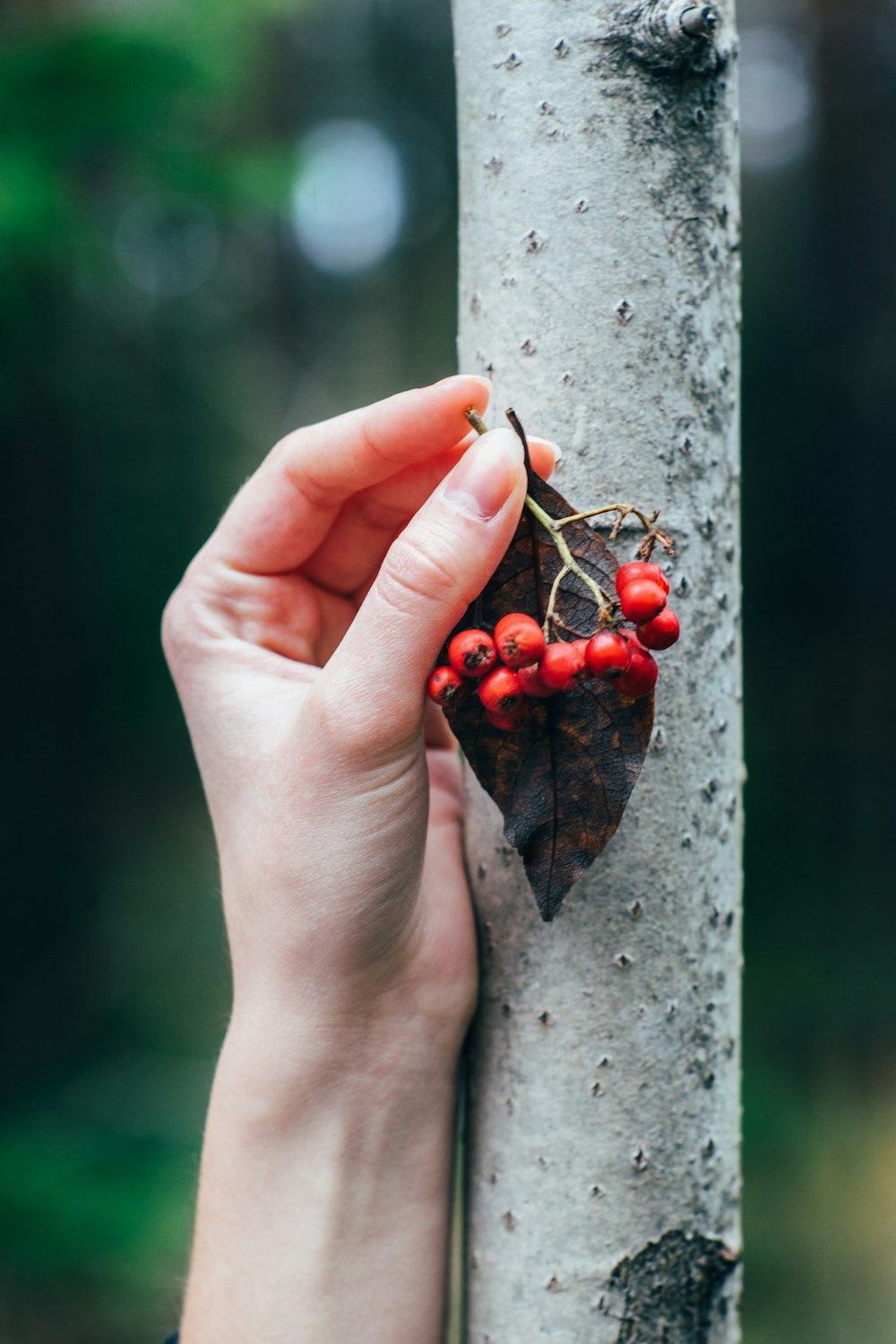 person holding red cranberries