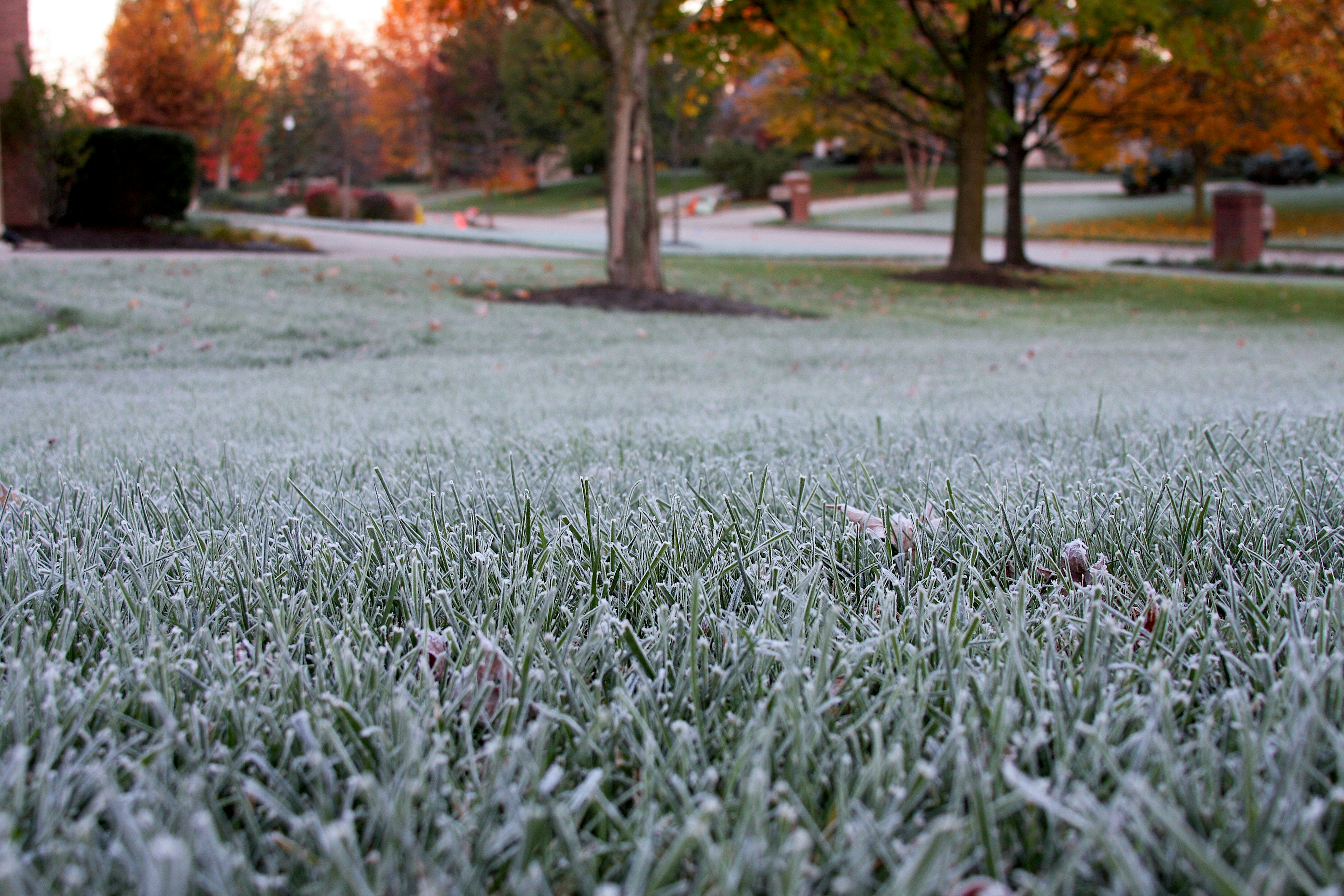 Как выглядит газон зимой фото Как подготовить искусственный газон к зиме Магазин напольных покрытий САБО