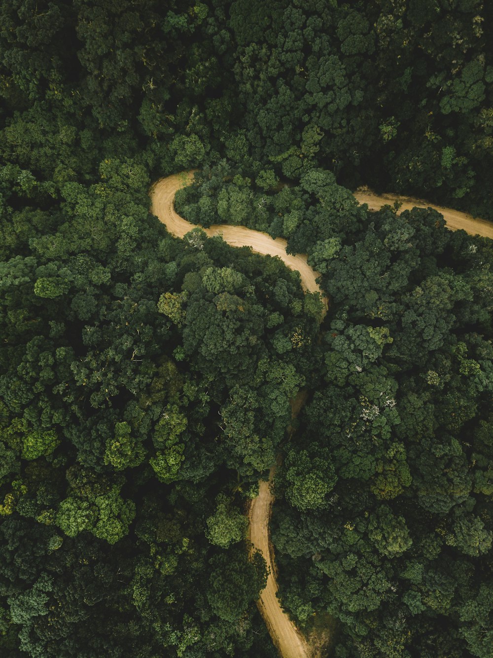 aerial photography of body of water surrounded by trees