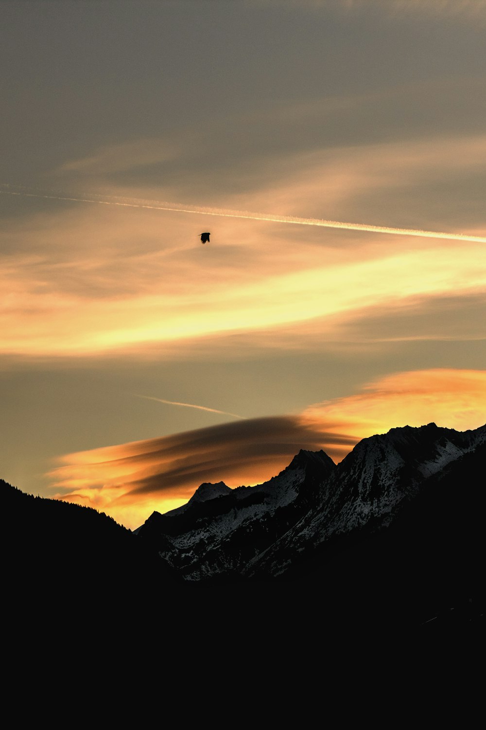 bird on flight above mountain