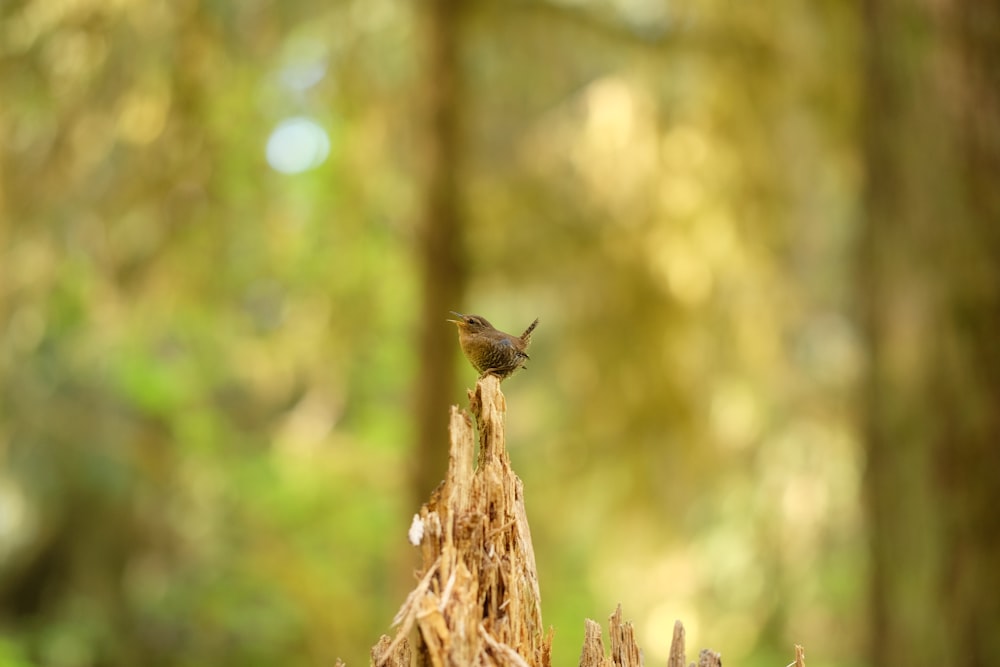 bird perched on tree