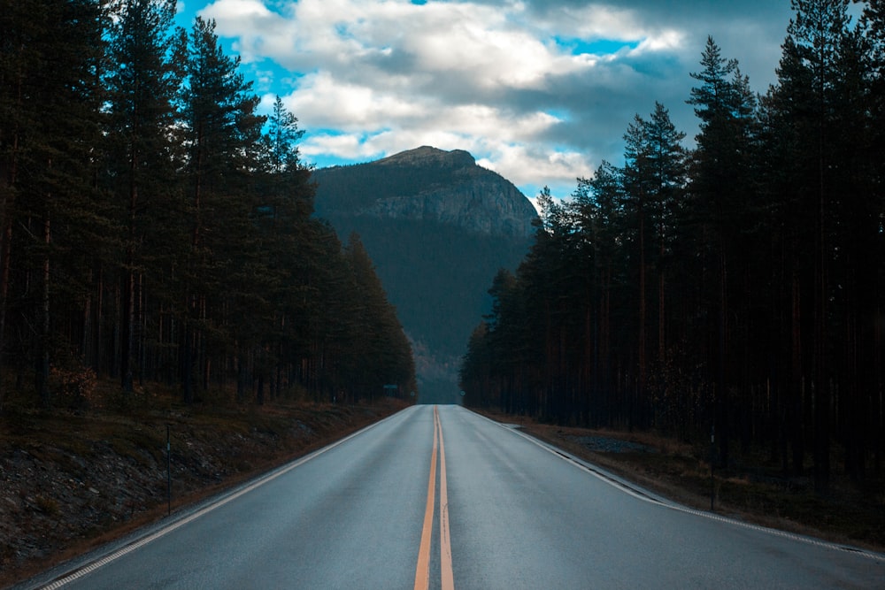 photo of trees surrounding gray road under cloudy sky