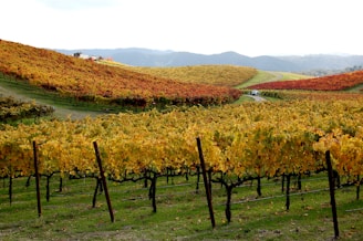 A scenic view of rolling hills covered with rows of grapevines, showcasing vibrant autumn colors of yellow, orange, and red. A small dirt path winds through the vineyard, leading to a cluster of buildings. The background features distant hills under a pale, overcast sky.