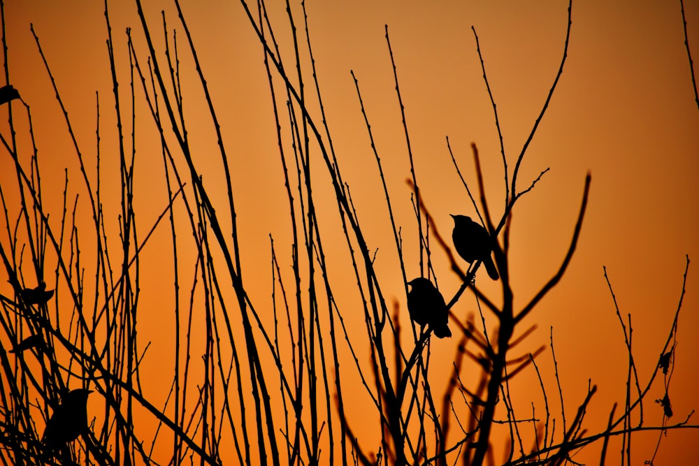 Silhouette eines Vogels auf Stock