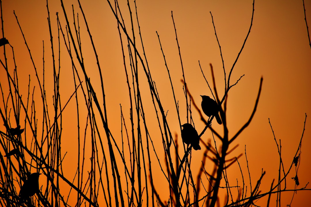 silhouette of bird on stick