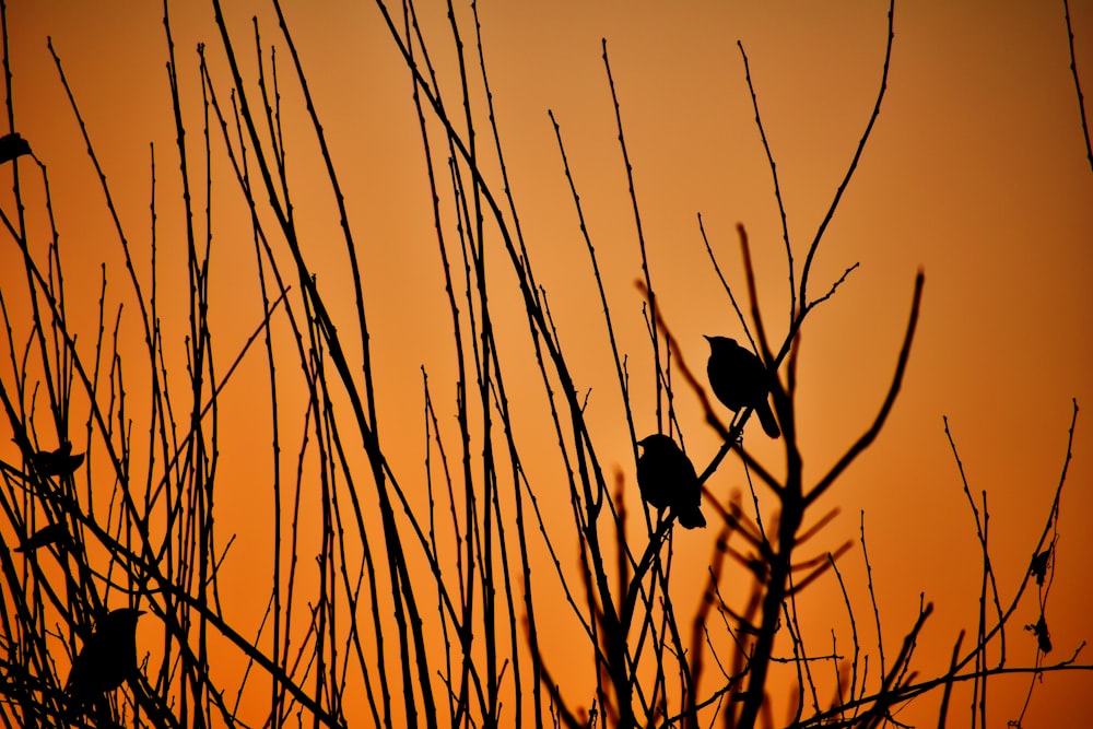silhouette of bird on stick