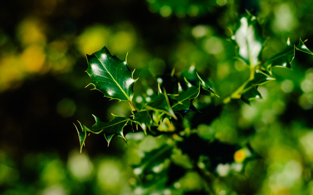 green leaf plant