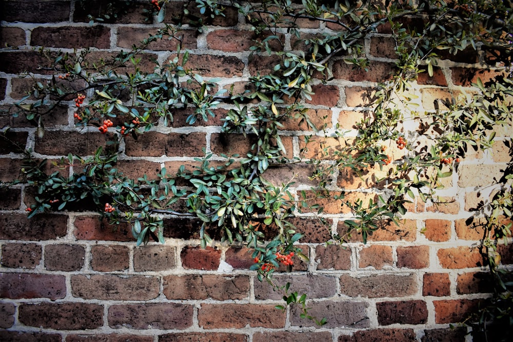 green leafed plants