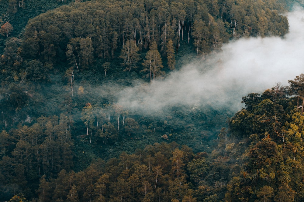 Luftaufnahme eines Waldes mit Rauch während des Tages